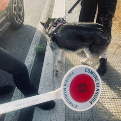 deiezioni animali controlli della Polizia Locale