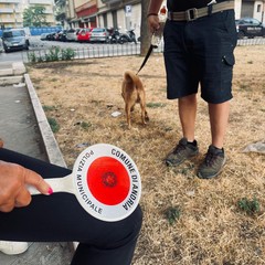 deiezioni animali controlli della Polizia Locale