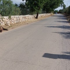 Carogna di cinghiale segnalata sulla strada Vecchia Spinazzola