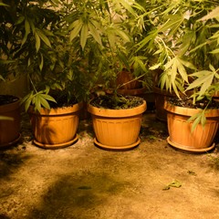 piantagione di marijuana scoperta dalla Polizia di Stato