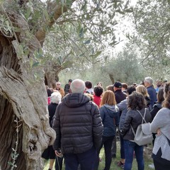 camminata tra gli olivi