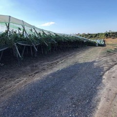 Meteo pazzo, Cia Puglia: “Danni anche alle strutture agricole”