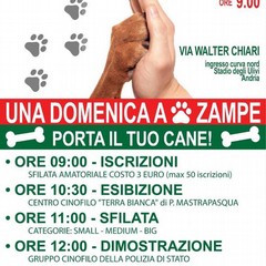 domenica zampe