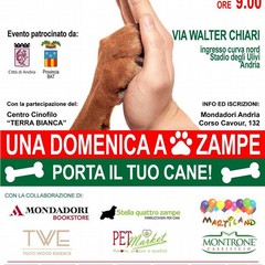 domenica zampe