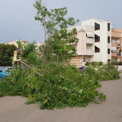 Per il vento forte cadono alberi su via Montegrappa e zona INPS