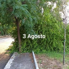 grosso albero caduto in viale Comuni di Puglia
