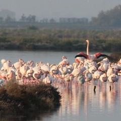 fenicotteri saline Cervia