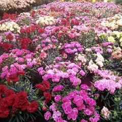 Fiori del Calcit