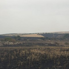 oltre 100 ettari in fumo sulla Murgia, tra Minervino ed Andria