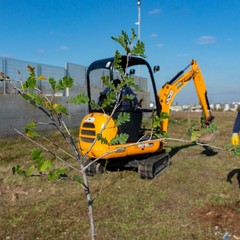 Piantumati alberi nel parco dell'alta Murgia