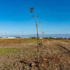 Piantumati alberi nel parco dell'alta Murgia