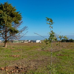 Piantumati alberi nel parco dell'alta Murgia