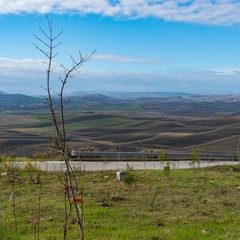 Piantumati alberi nel parco dell'alta Murgia