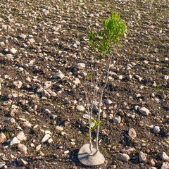 Piantumati alberi nel parco dell'alta Murgia