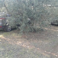 foto auto rubate