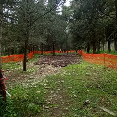 foto Pineta Castel del Monte inizio lavori