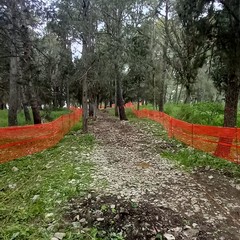 foto Pineta Castel del Monte inizio lavori