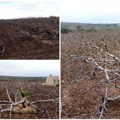 Tagliati nelle campagne di Andria circa 3mila giovani alberi di ciliegio