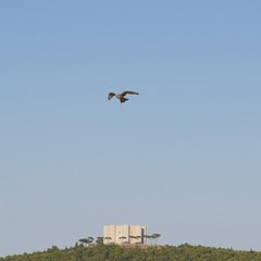 Castel del Monte ed il paesaggio murgiano con Trani ed il suo porto