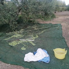 Guardie campestri sventano furto di olive