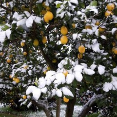 Pericolo gelate, l'agricoltura pugliese trema: a rischio ortaggi e agrumi