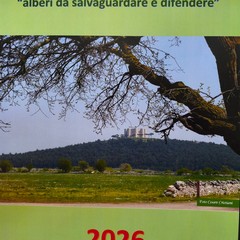 un calendario che celebra le querce secolari