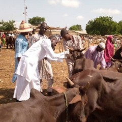 Haruna fieldwork Sokoto