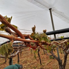 danni causati dal maltempo in agricoltura