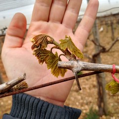 danni causati dal maltempo in agricoltura