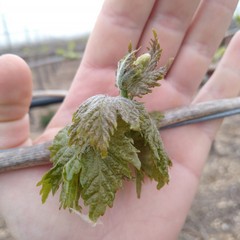 danni causati dal maltempo in agricoltura