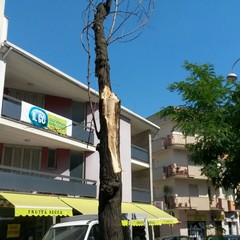 Cadono alberi e rami per il forte vento di maestrale