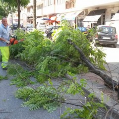 Cadono alberi e rami per il forte vento di maestrale