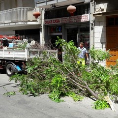 albero in via Montegrappa