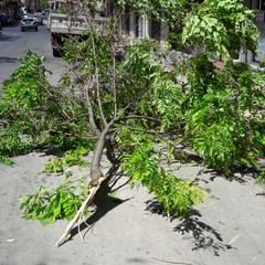 albero in via Montegrappa