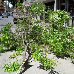 albero in via Montegrappa