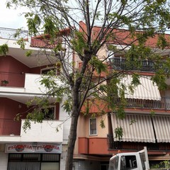 albero in via Montegrappa