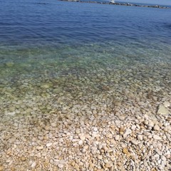 mucillagine mare di Bisceglie