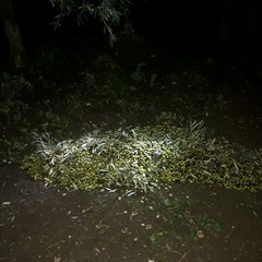 tentativo di furto di olive
