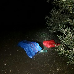 tentativo di furto di olive