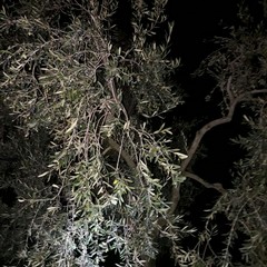 tentativo di furto di olive