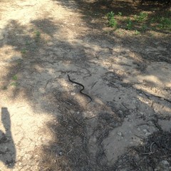 Un serpente cervone ritrovato nei pressi della scuola "Salvemini"