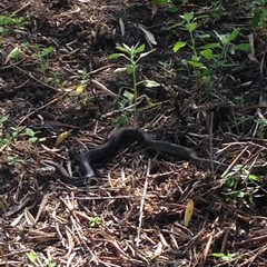 Un serpente cervone ritrovato nei pressi della scuola "Salvemini"