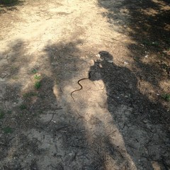 Un serpente cervone ritrovato nei pressi della scuola "Salvemini"