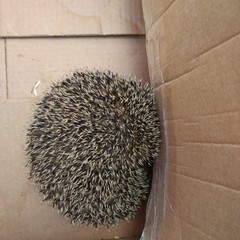 Un riccio di terra recuperato in una grondaia di via Mons. Papa