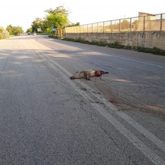 Cinghiale investito sulla sp 231 presso lo svincolo di Casale Martinelli