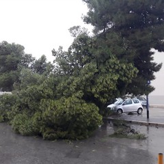 Cade grosso pino nel piazzale davanti alla scuola "Aldo Moro"