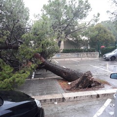 Cade grosso pino nel piazzale davanti alla scuola "Aldo Moro"