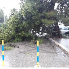 Cade grosso pino nel piazzale davanti alla scuola "Aldo Moro"