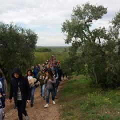 camminata tra gli olivi