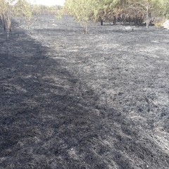 incendio zona Pandolfelli